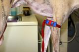 WHIPPET - GARROT PRISE DE SANG 158